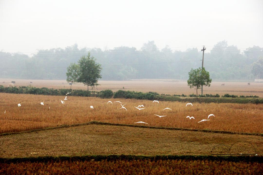 White birds fly over Paddy fields in rural villages in Bangladesh.