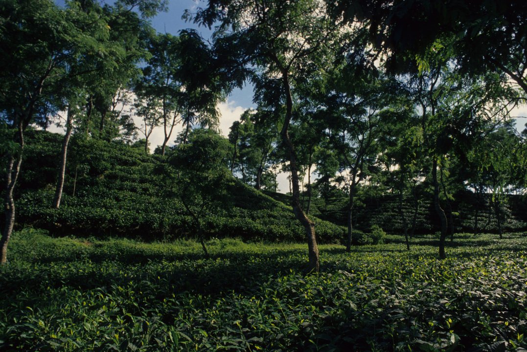 MWC003284