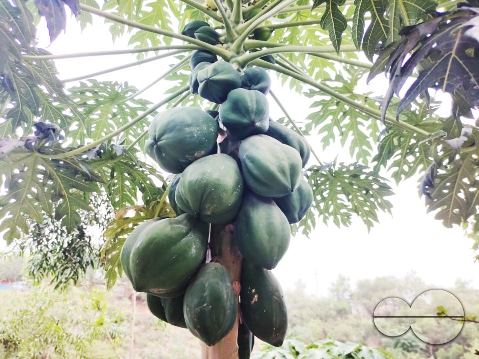 People plant vegetable and fruit trees for food at the Balukhali refugee camp