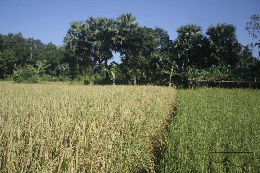 Paddy fields in rural villages in Bangladesh.