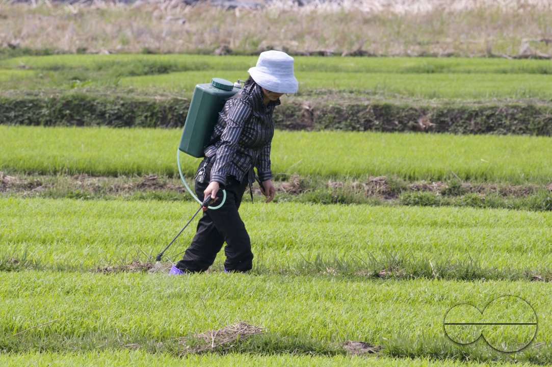 CHINA Peasants spraying fertilized on rice during harvest time in Yunnan province.