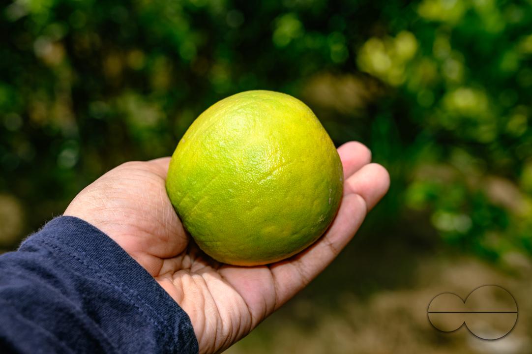 Sweet Malta Orange Fruit Plant or Sweet Malta Lemon is a delicious and easy-to-peel fruit; rich in vitamins, minerals, and antioxidants, and is generally described as tasting like molasses