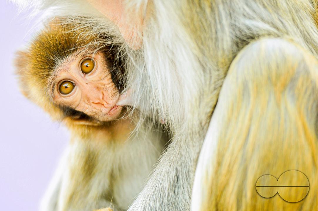 The Rhesus Macaque monkey on the streets of Sylhet