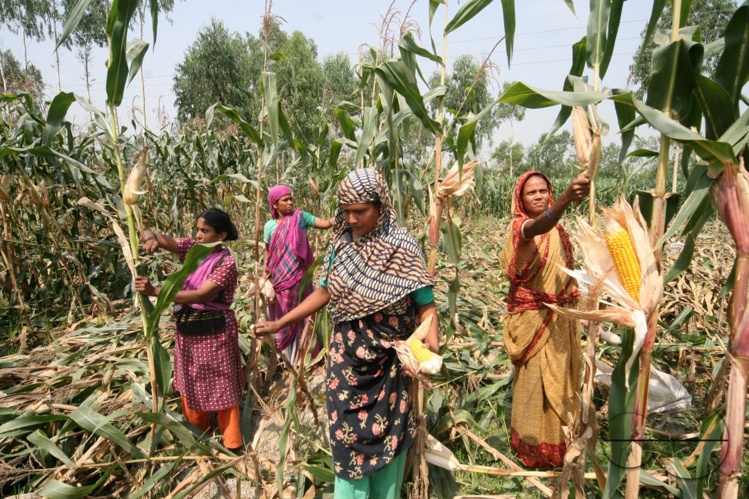 CORN: The new alternative