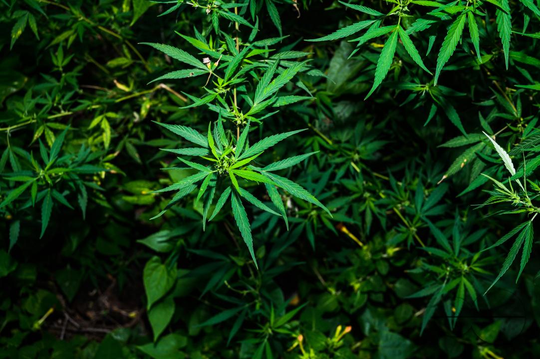 Cannabis sativa is an annual herbaceous flowering plant