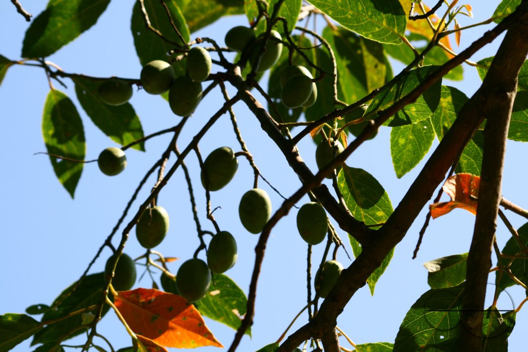 Indian Olives