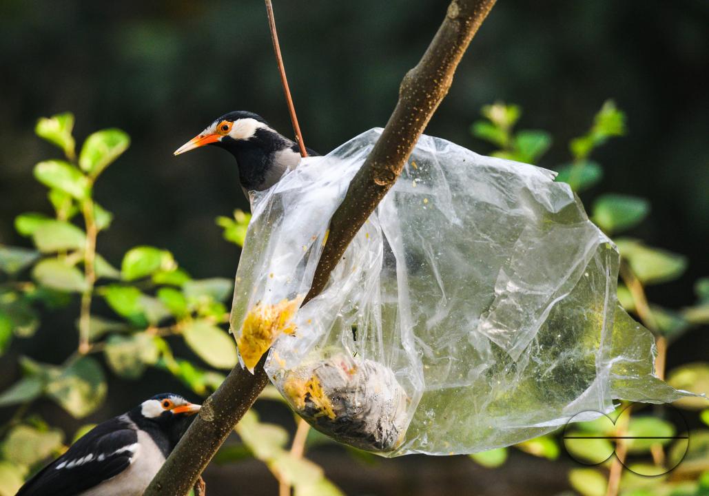 A polythene bag of food is stuck on a tree