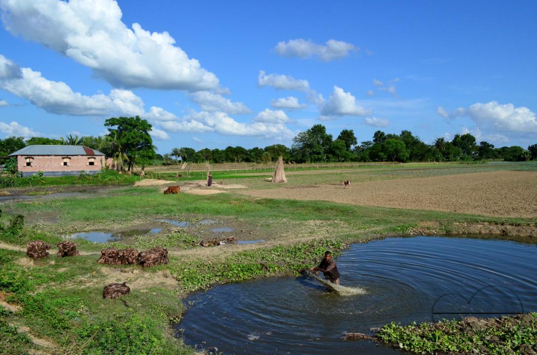 Farmers in Pabna have found an added income from selling jute sticks from jute fibres in the area, thanks to the rise of its commercial use
