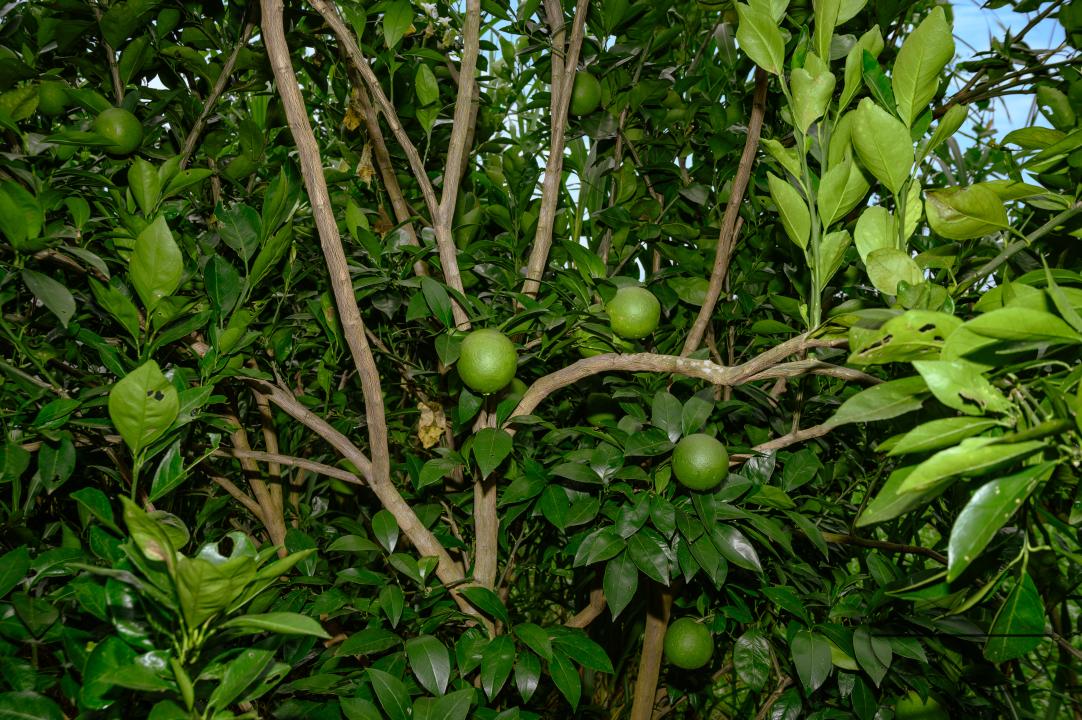 Sweet Malta Orange Fruit Plant or Sweet Malta Lemon is a delicious and easy-to-peel fruit; rich in vitamins, minerals, and antioxidants, and is generally described as tasting like molasses
