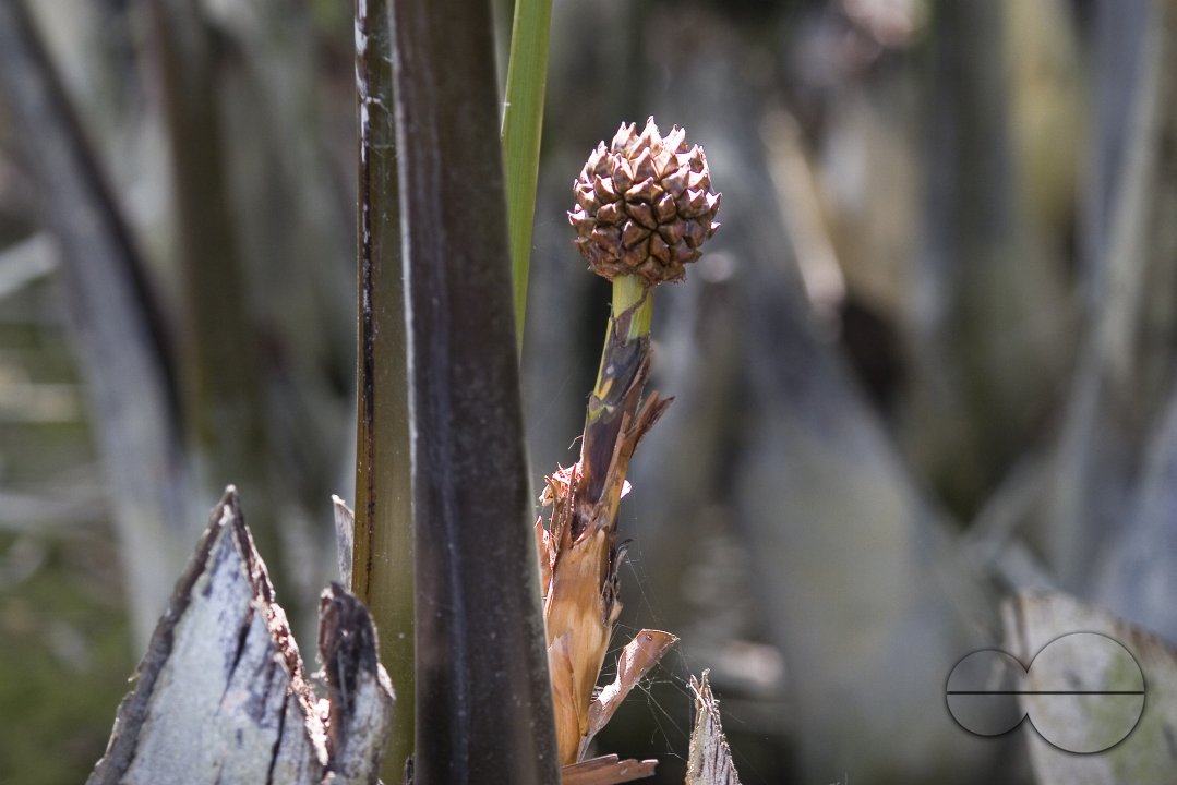 NIpa Palm: Golpata