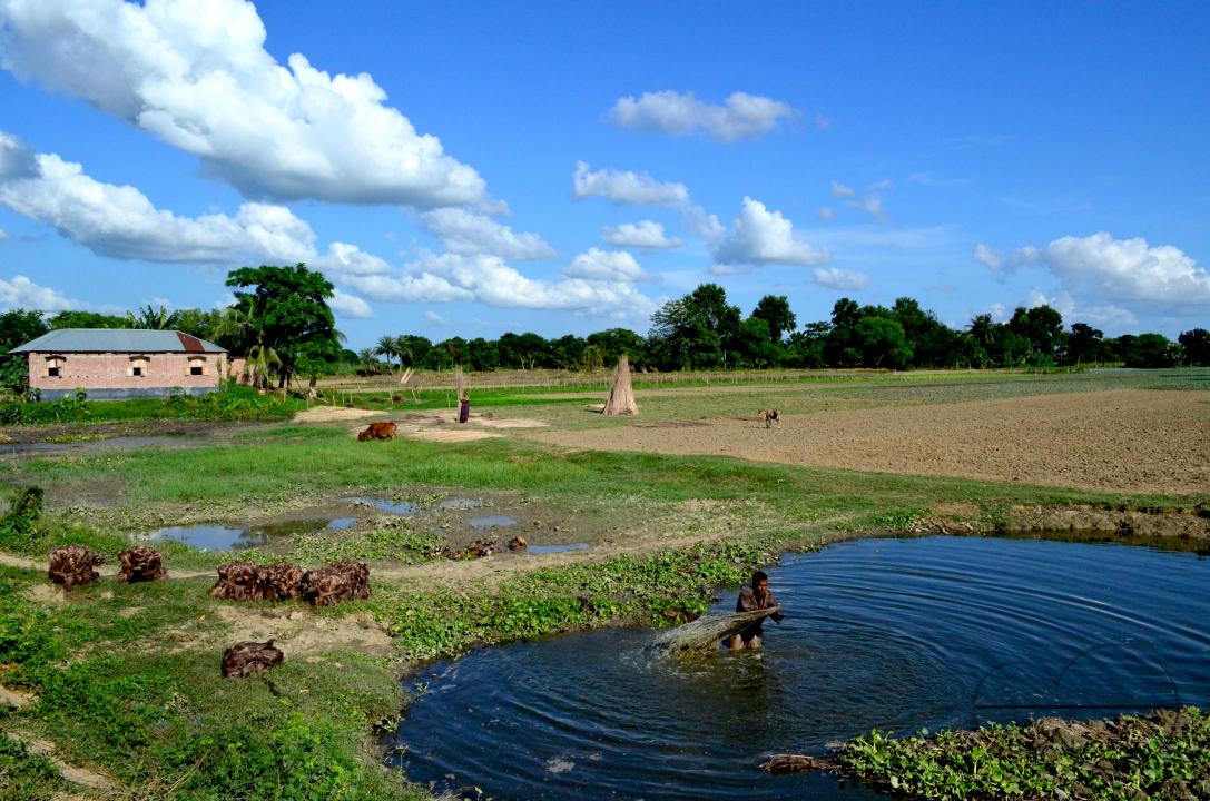 Farmers in Pabna have found an added income from selling jute sticks from jute fibres in the area, thanks to the rise of its commercial use