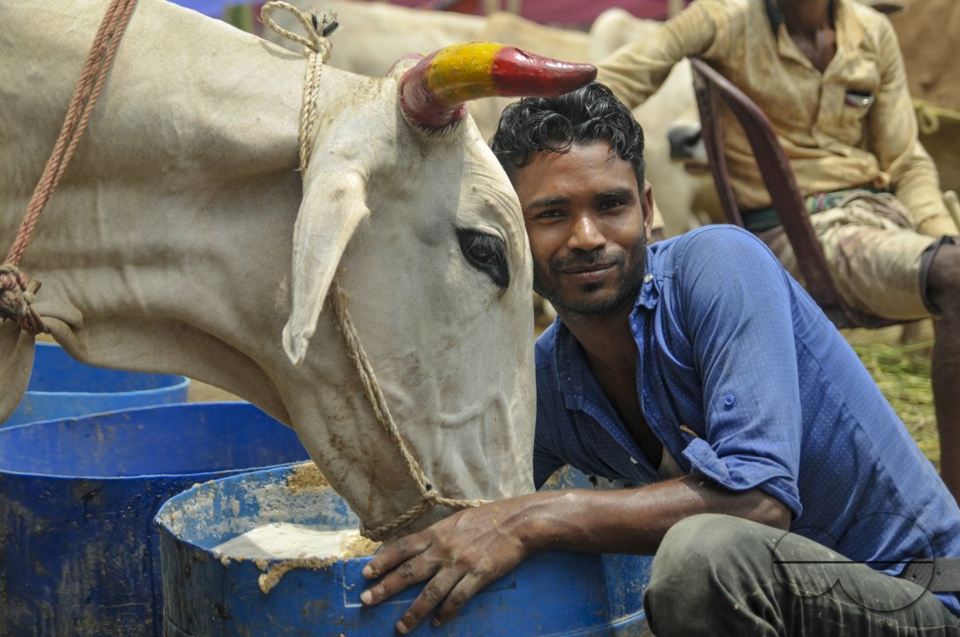 Cow Market