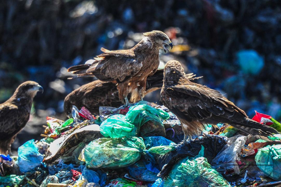 Falcon Hawks searching for food at Sylhet's Parairchak garbage dump yard in Sylhet