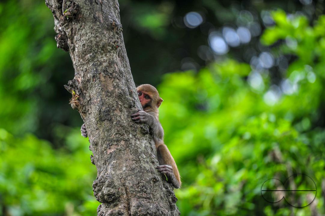 A Rhesus Macaque monkey at the geologist chasnipir (R) Shrine premises is Sylhet