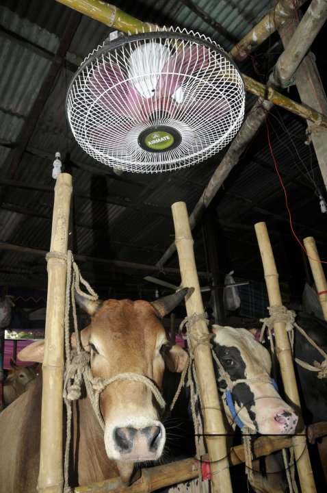 Cow Market