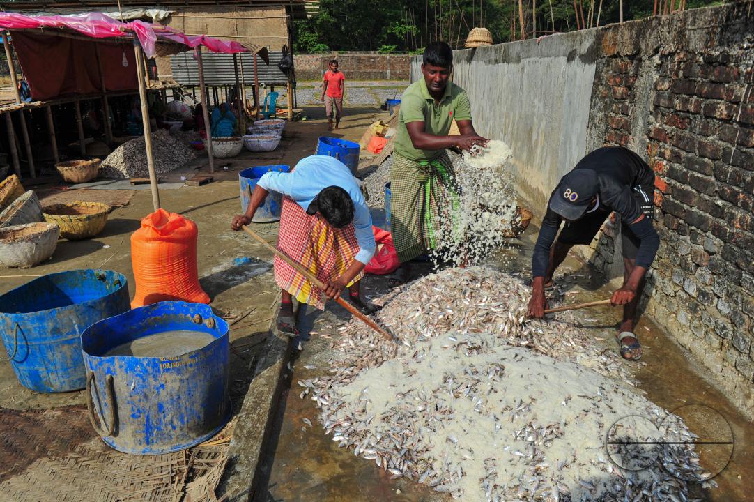 Workers are busy processing dried fish at the Lama Kazi area of Sylhet