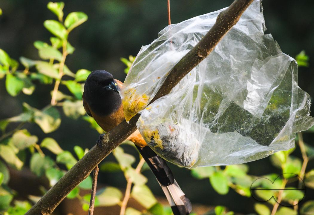 The rufous treepie (Dendrocitta vagabunda) is a treepie, native to the Indian Subcontinent and adjoining parts of Southeast Asia