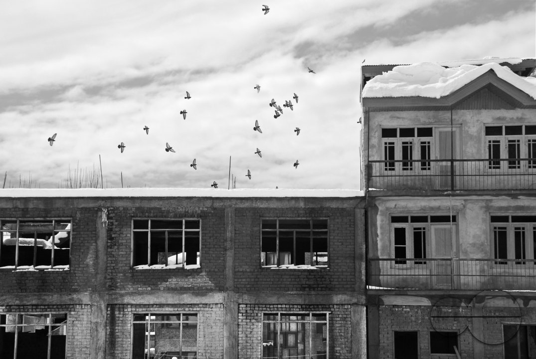 Pigeons flying from an abandoned and battered building, Srinagar.