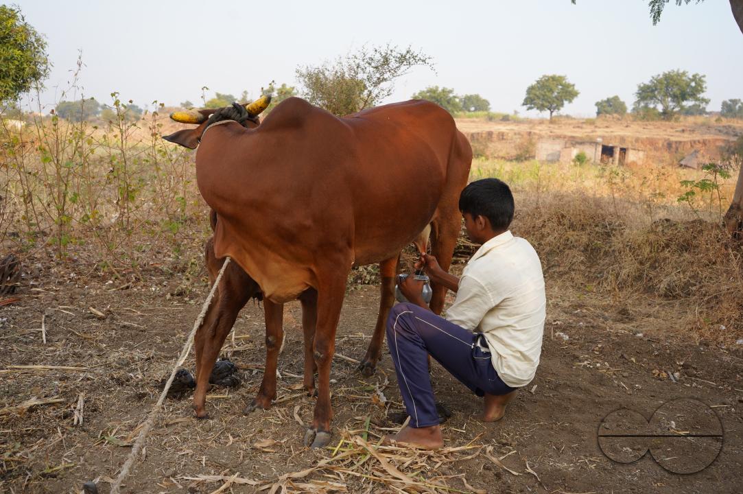 A boy milking a cow