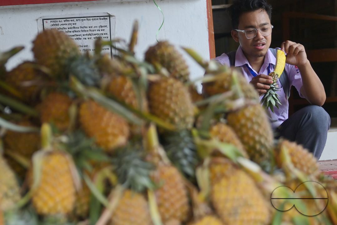 A city dweller enjoys pineapple, a renowned summer fruit of Tripura, after purchasing it from a vendor's stall at a bustling roadside fruit market in Agartala