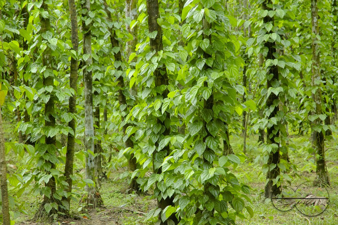 Betel Leaf Garden