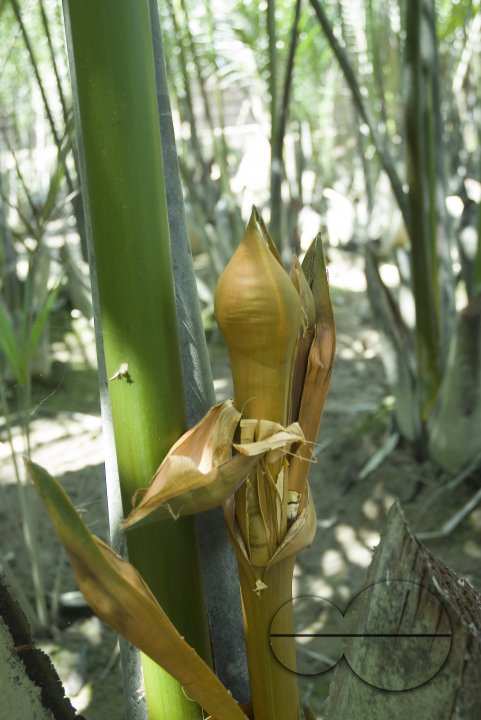 NIpa Palm: Golpata