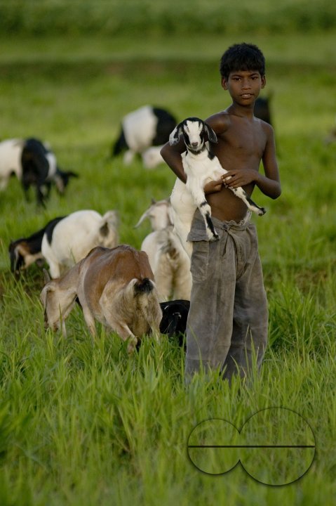 Graze goat: Bangladesh