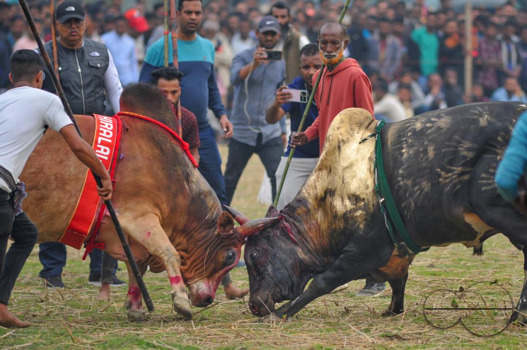 Two bulls competing in a huge bull fight organized by local residents at Khasarkandi field of Patli union of Jagannathpur upazila of Sunamganj district