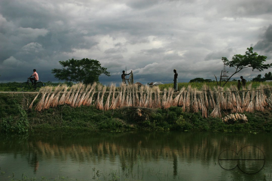 Jute: The golden fibre of Bangladesh