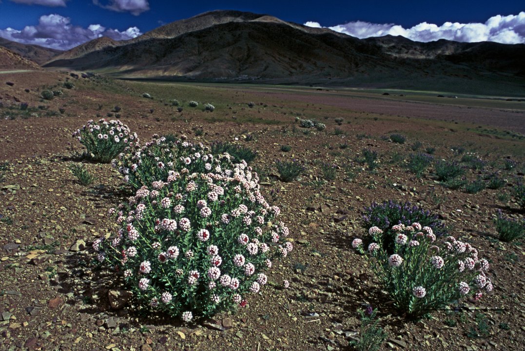 MWC018274