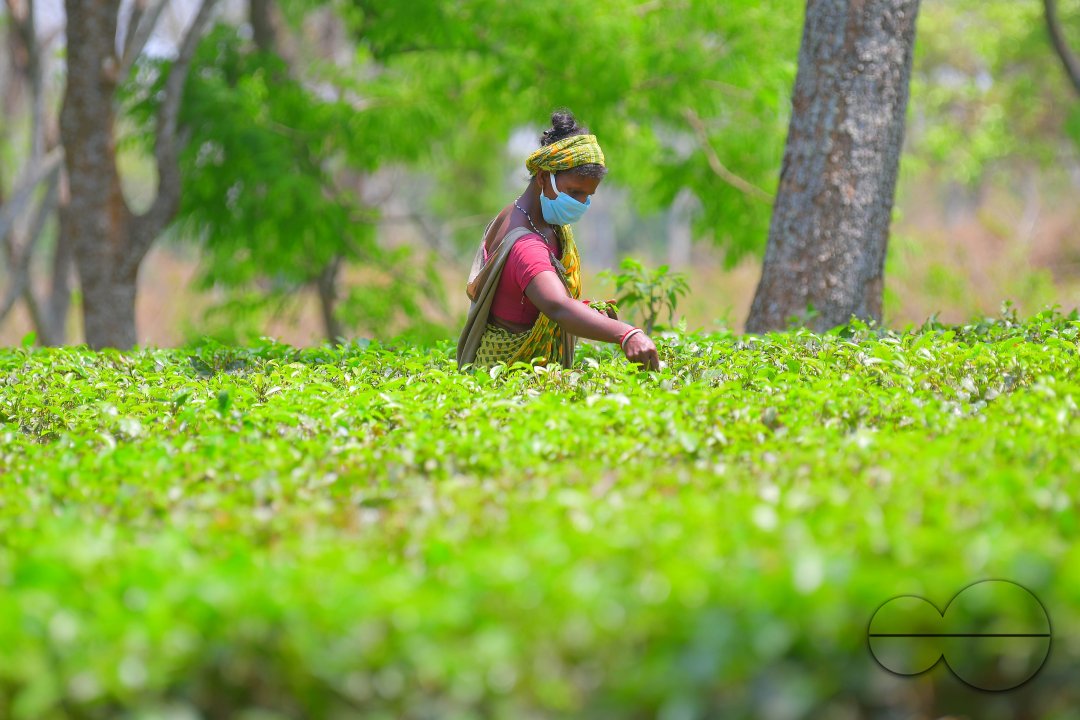 Tea garden workers during lockdown