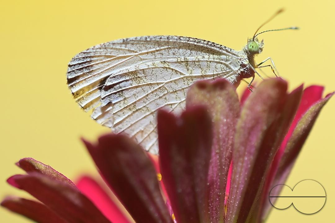 A butterfly is collecting nectar from a flower in Agartala