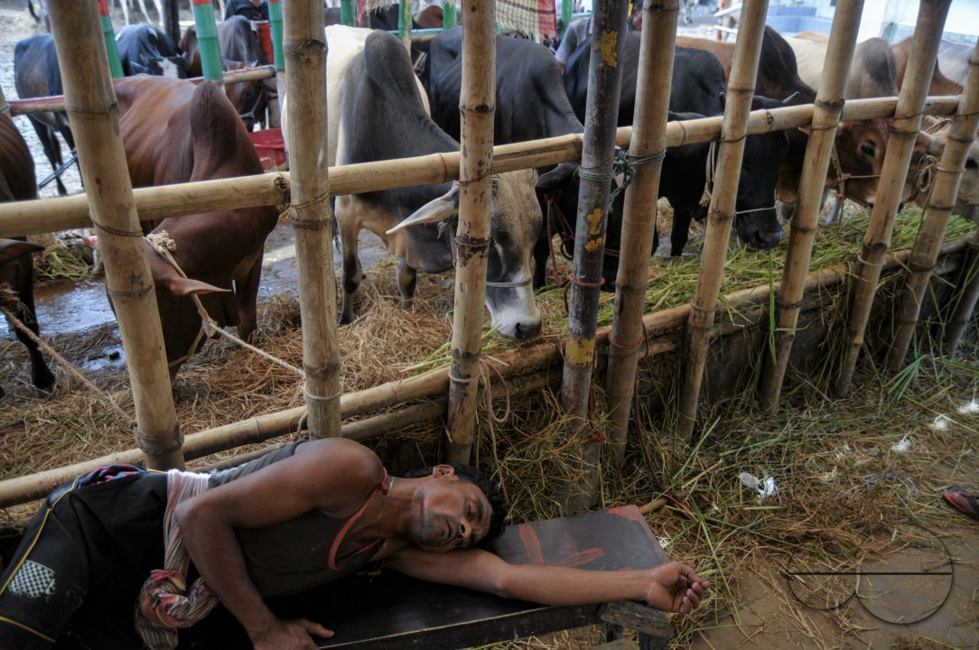 Cow Market