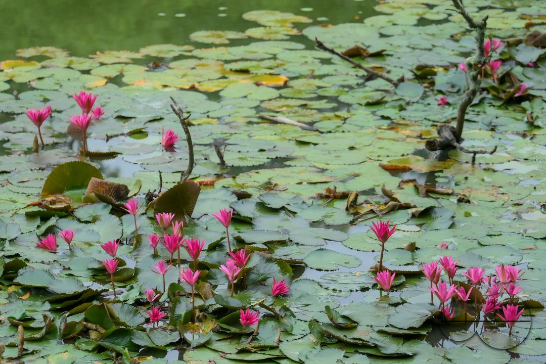 Monsoon flowers, water lotuses are blooming at the MBB College Lake at Agartala