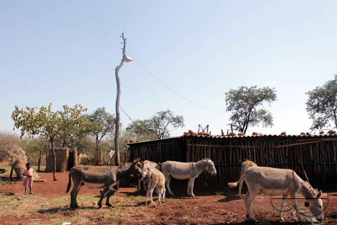 A grass house is seen connected to electricity poles at a farm household in rural Selous, Chegutu, Zimbabwe.