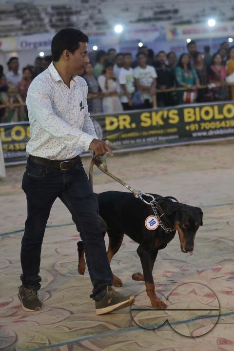 Dogs performing trainers during the Agartala Dog Carnival-2024, organized by Tripura Veterinary Doctors Association & Pawsome (A social organisation) at Agartala