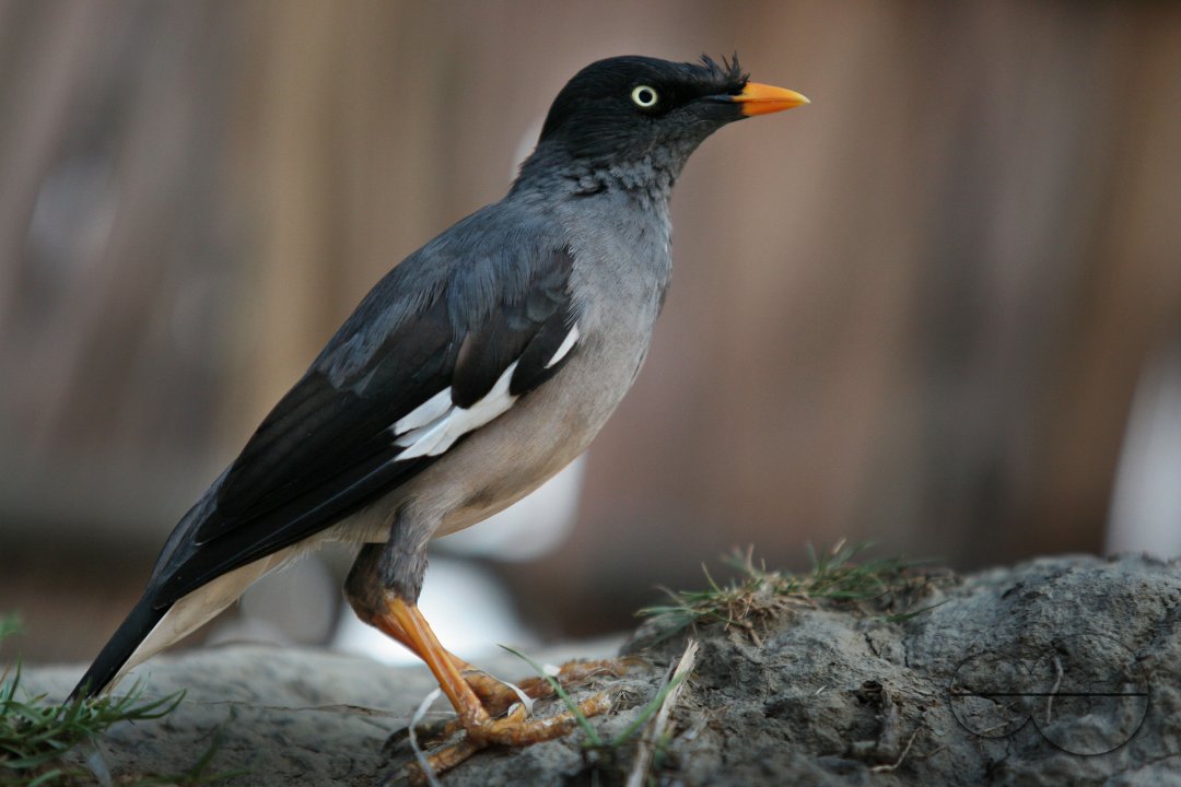 Bird_Bangladesh
