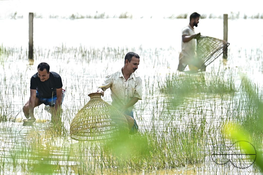 People fishing in a flooded agricultural field using traditional fishing methods in Bishalgarh, 17km away from Agartala