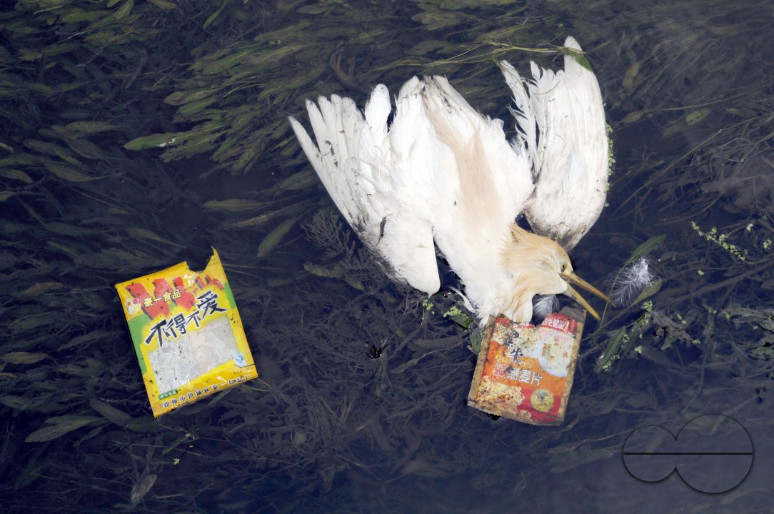 CHINA Dead bird and rubbish in polluted waters in Yunnan province.