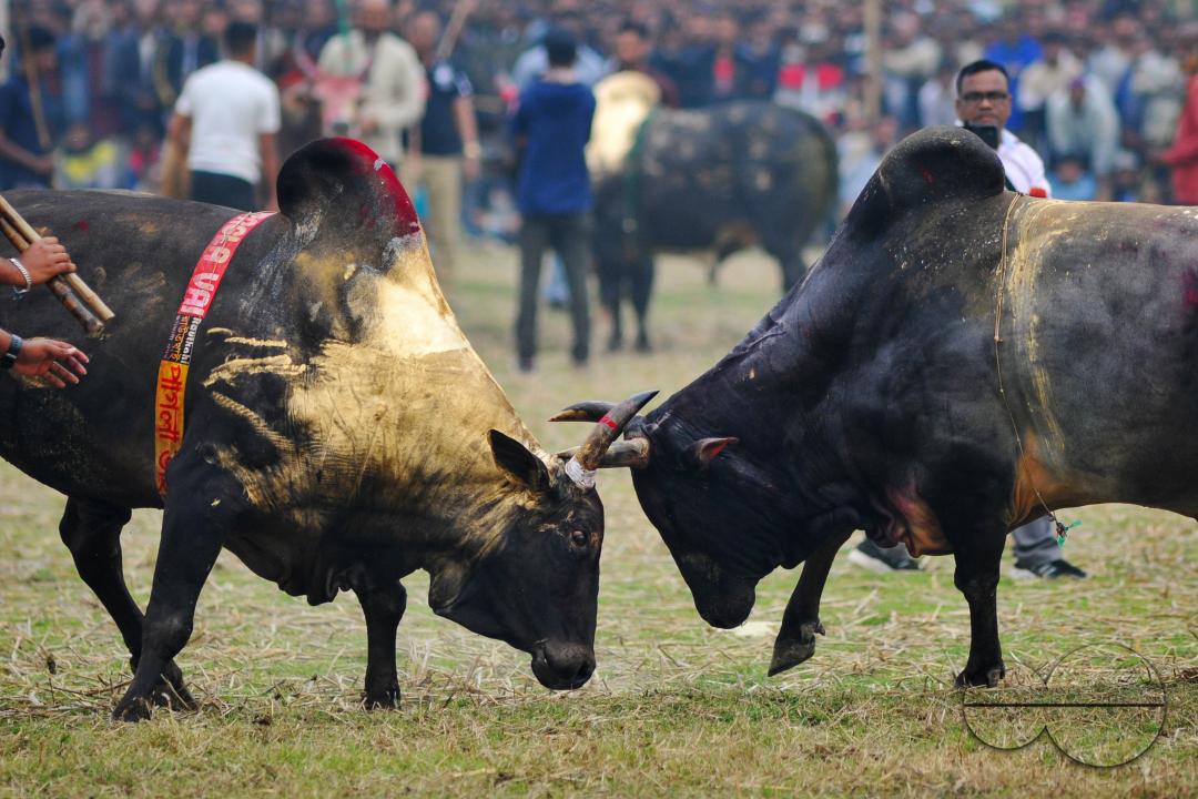 Two bulls competing in a huge bull fight organized by local residents at Khasarkandi field of Patli union of Jagannathpur upazila of Sunamganj district