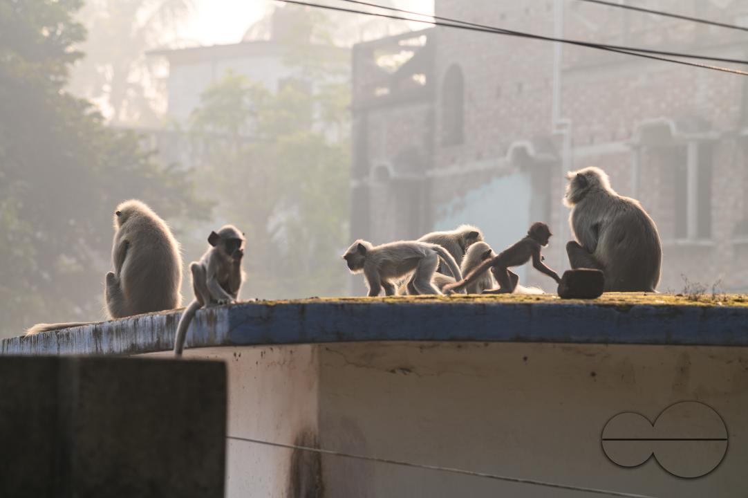 A group of hanuman langur or hanuman monkeys sunning themselves on the roof on an early winter morning, The adults sometimes lying down, while their young are kaking various gestures, some are trying to stand up and raise their arms or hang from the leav