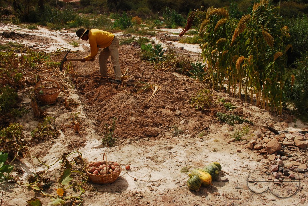 Vegetable garden of the Cruz family. Juella, Quebrada de Humahuaca, Jujuy, Argentina. May 1 2010.