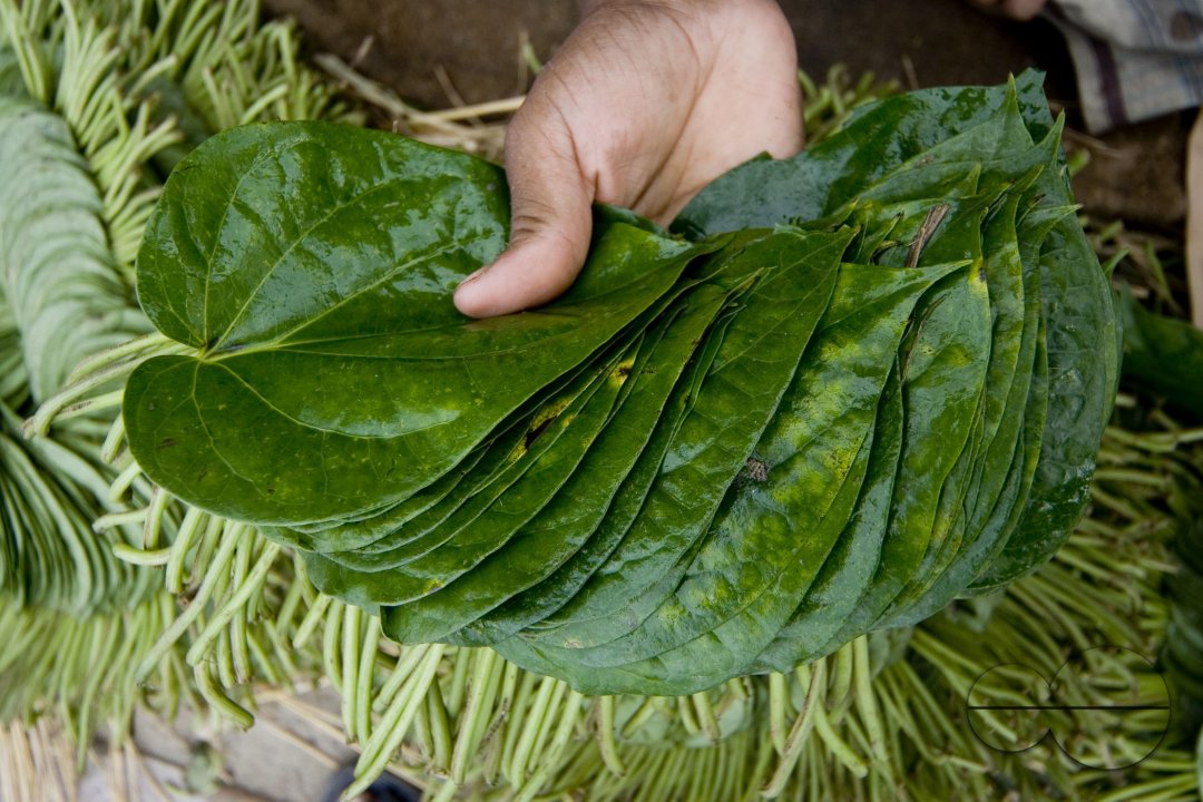 Betel leaf_Bangladesh