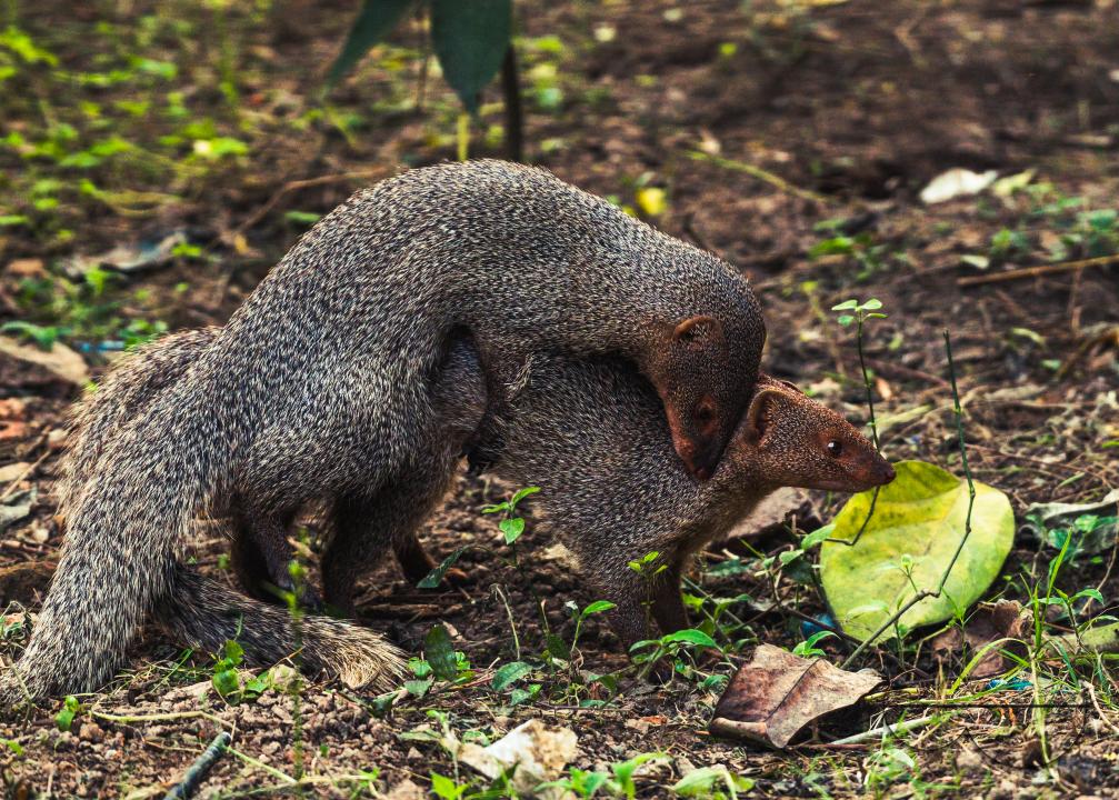 The mating pair of the Indian grey mongoose is in grassland at Tehatta, West Bengal