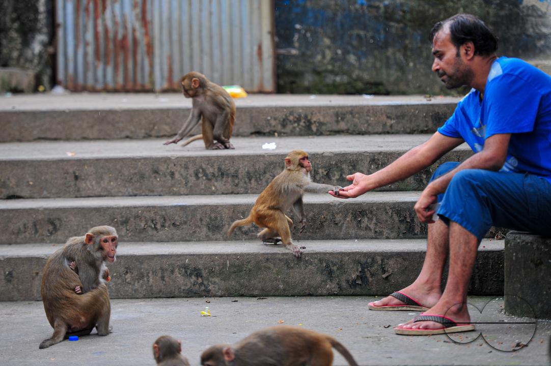 A Rhesus Macaque monkey at the geologist chasnipir (R) Shrine premises is Sylhet