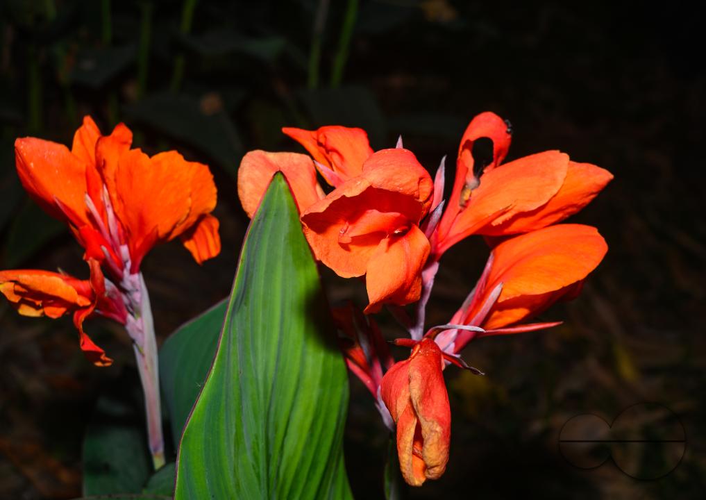 Canna x generalis (CG) is the scientific name for the common garden canna, canna lily, or Indian shot
