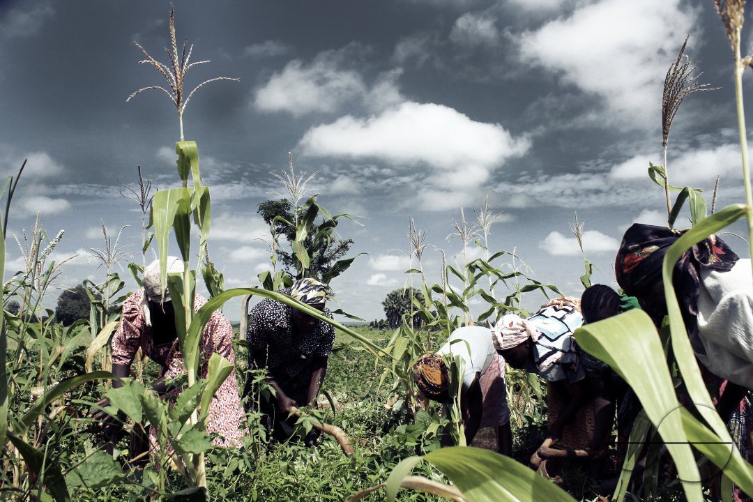 Displaced women, some of whom are widows, on a farm