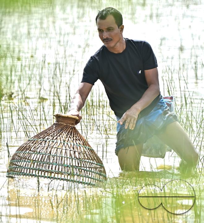 People fishing in a flooded agricultural field using traditional fishing methods in Bishalgarh, 17km away from Agartala