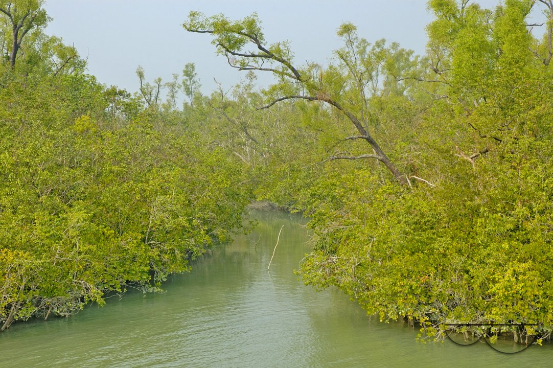 Sundarbans, Khulna, Bangladesh