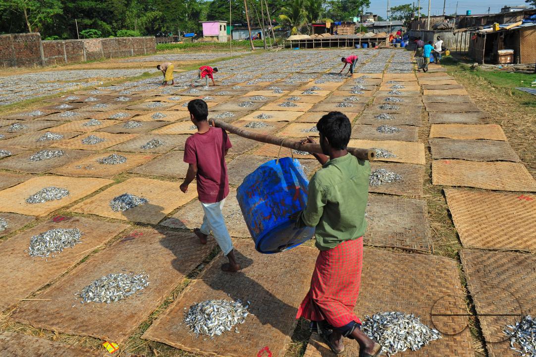 Workers are busy processing dried fish at the Lama Kazi area of Sylhet